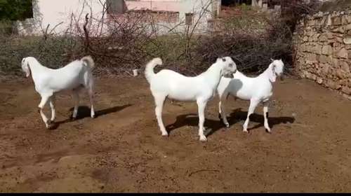 Sojat Goat — photo 3