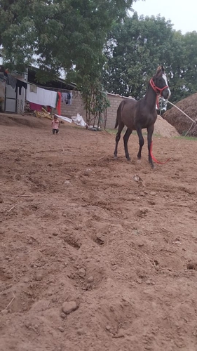 Marwari Horse — photo 3