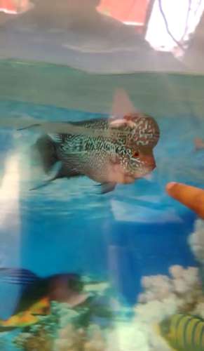 SRD Flowerhorn Fish — photo 2