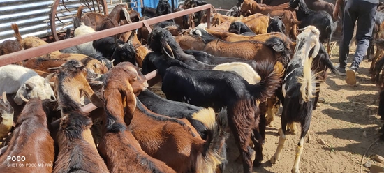 Goats With Good Quility — photo 2