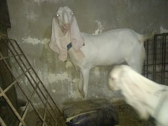 Gulabi — photo 2