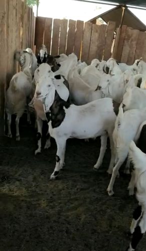 Sojat Goat