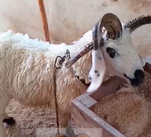 Sheep — Dumba, Karachi, India