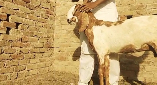 Female 2 goat — photo 2