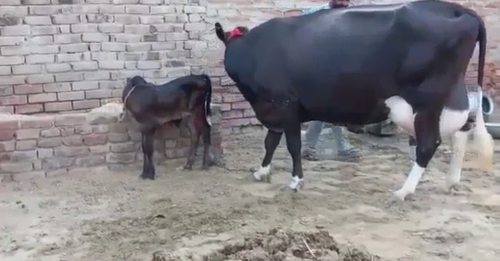 HF cow — photo 2