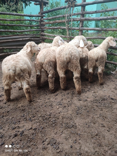 Kergawal Sheep — photo 4