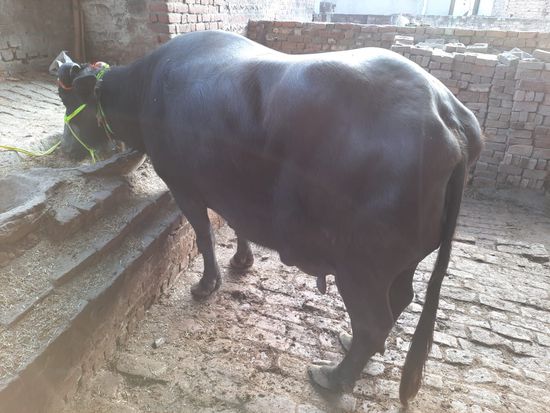 Murrah bhains — photo 4