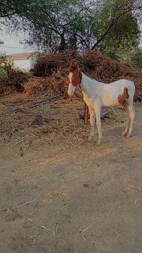 Marwadi Horse — photo 3