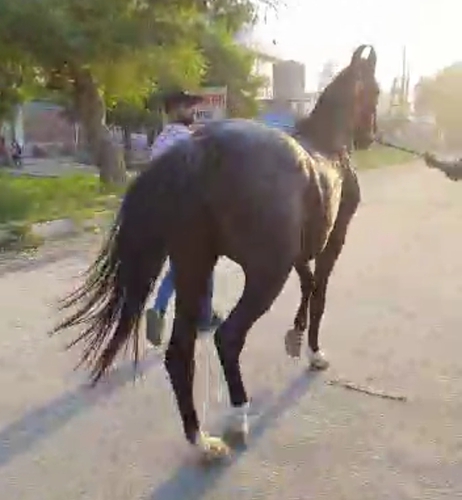 Marwari Mare — photo 2