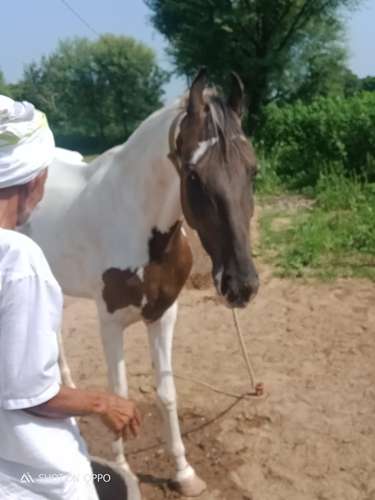 Ablak Horse — photo 3