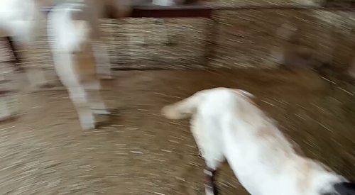 Goats — photo 3