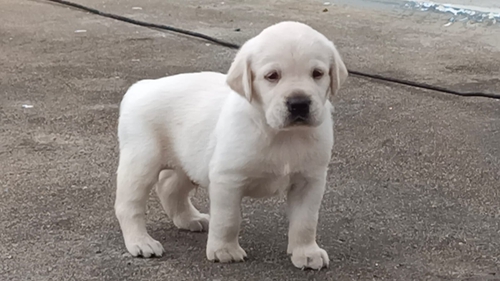 Lab Puppy — photo 2