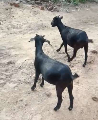 Black Bangal Goat