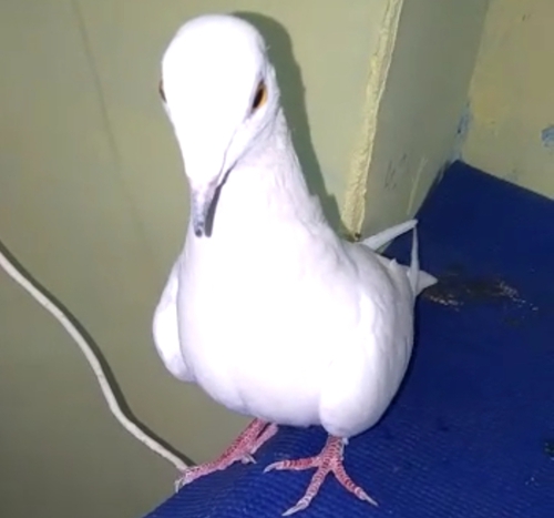 Pigeon — Pigeon, Banglore, India