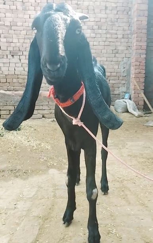 Beetal Goat — photo 2