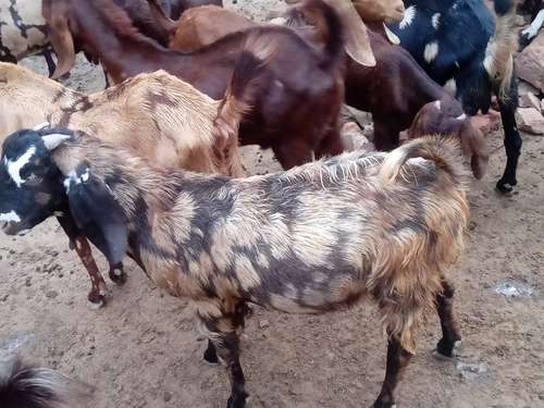 Sirohi Goat — photo 2