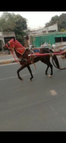 Sindhi horse — photo 5