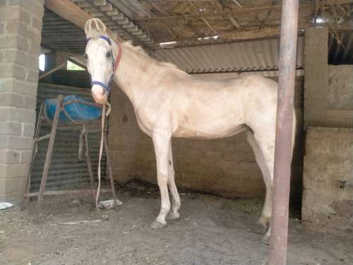 abhor female horse — photo 4