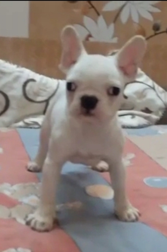 French bulldog