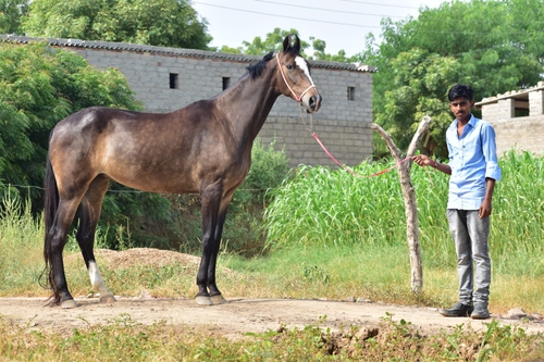 Marwari Mare — photo 2