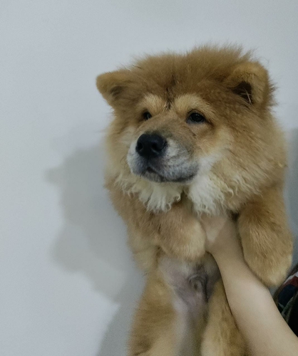 Chow Chow Puppy — photo 2