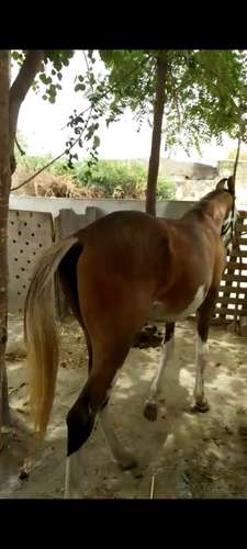 Marwadi Horse 🐎 — photo 2