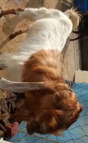 Totapari Goat — photo 2
