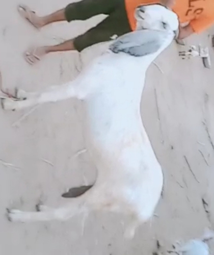 Beetal goat — photo 3