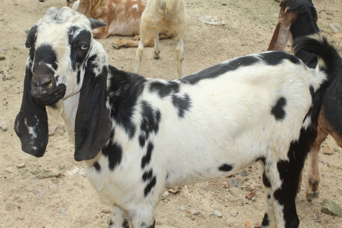 Beetal Pure Goat — photo 2