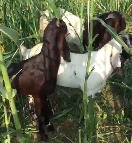 Totapuri Goat — photo 5