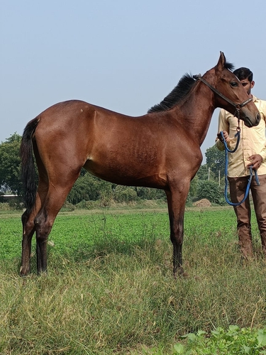 Marwari Horse