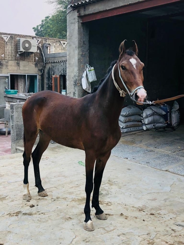Marwari Horse