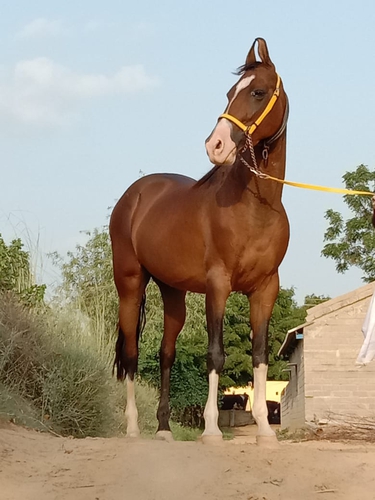 Marwadi horse — photo 2