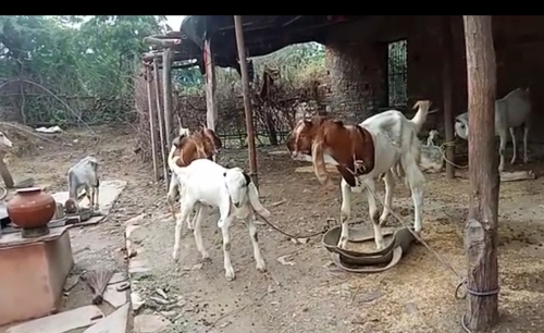 Kota/karoli Goat — photo 4
