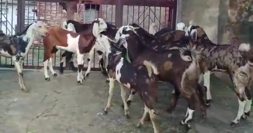 Gujari Goat  — photo 3