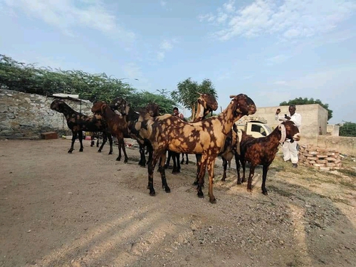 Sirohi Goats — photo 2