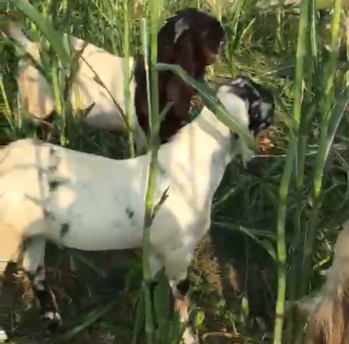 Totapuri Goat — photo 6