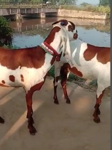 Goat — photo 2