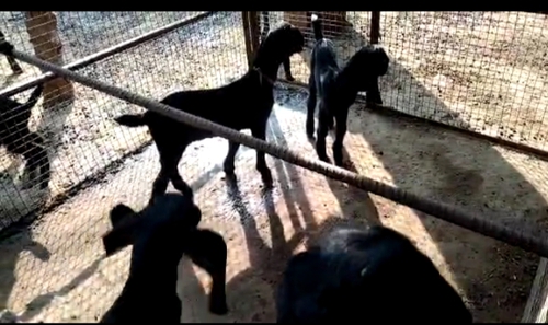  Betal Black goats — photo 2