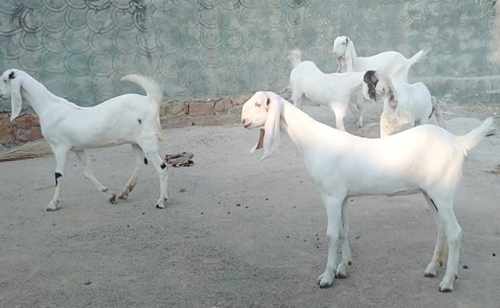 Sojat Goat — photo 2