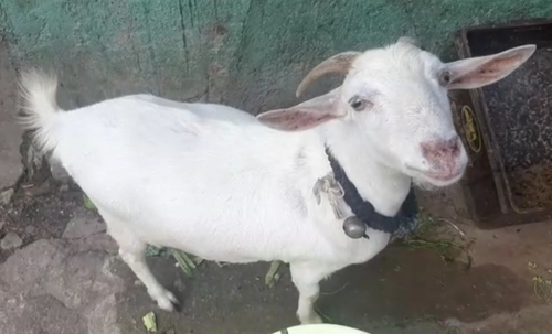 Beetal Goat — photo 3