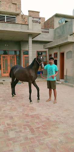 Horse suraj da baccha rajasthani — photo 5