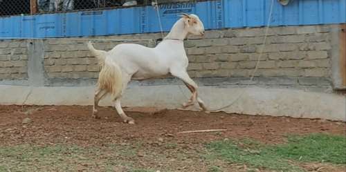 Goat — photo 2