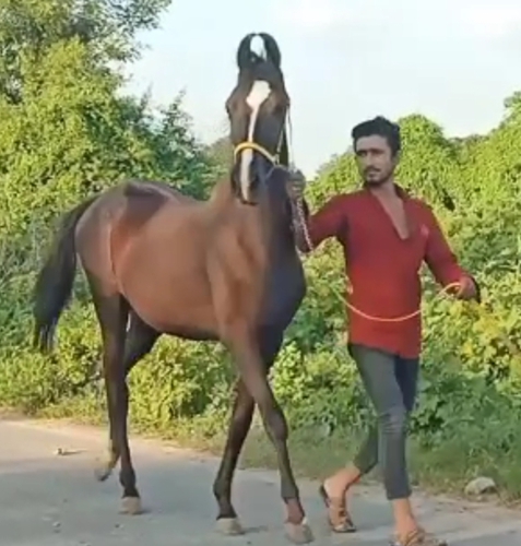 Marwari Horse — photo 2