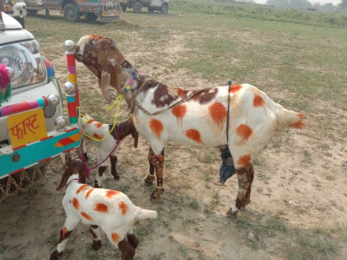 Tota pari goat  with 2 babies