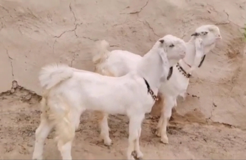 Totapuri Goat — photo 3