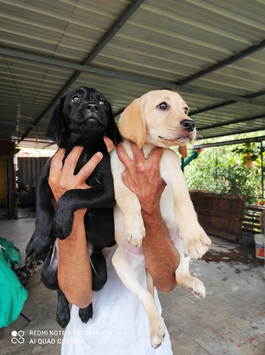 Labrador Puppy — photo 6