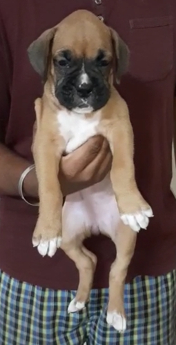 BOXER FEMALE