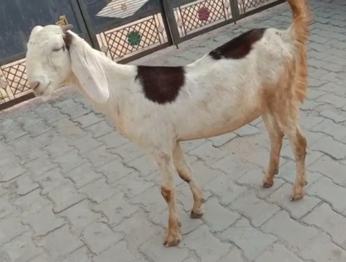 Pure Sojat Goat — photo 3