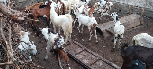 All Breed Goats Available — photo 2